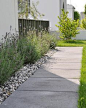 Gång kantad med sjösingel och lavendel