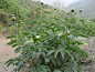 芍药植株 1.最根本的区别：牡丹是能长到2米高的木本植物，芍药是不高于1米矮小的（宿根块茎）草本植物。
2.牡丹比芍药花期早。牡丹一般在4月中下旬开花，而芍药则在5月上中旬开花。二者花期相差大约15天左右。
芍药植株
芍药植株
3.牡丹叶片宽，正面绿色绿色略呈黄色，而芍药叶片狭窄，正反面均为黑绿色。
4.牡丹的花朵着生于花枝顶端，多单生.花径一般在20厘米左右；而芍药的花多于枝顶族生.花径在15厘米左右。
5.牡丹被称为花王。芍药被称为花相。
6.牡丹叶片偏灰绿，芍药叶片较有光泽。
7.牡丹比芍药花色丰富