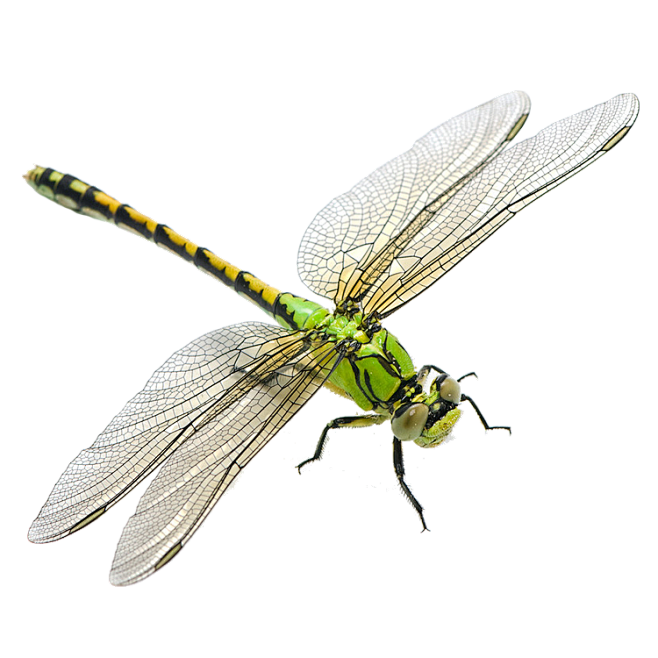蜻蜓png (81)