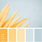 Yellow Color Palette