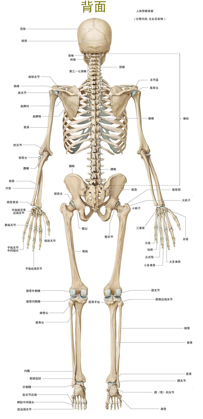 人体骨架模型示意图图片