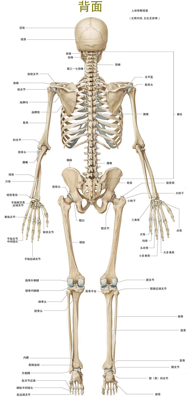 206块骨头框架图图片