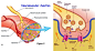 http://histonano.com/books/Junqueira%27s%20Basic%20Histology%20PDF%20WHOLE%20BOOK/10.%20Muscle%20Tissue.htm