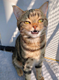 猫猫：这就是你们喜欢的霸总歪嘴笑吗，那你们喜欢我吗？

#猫猫霸总歪嘴笑# ​​​​
