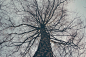 Low Angle View of Bare Tree Against Sky