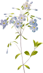 Vintage Botanical Flowers Png Collection (55)