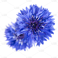 绯寒寒采集到花卉素材