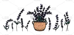 一套手绘薰衣草花与叶子，药草，一个篮子。创建一个横幅，海报，明信片，标志，图案。复古矢量插图，法国普