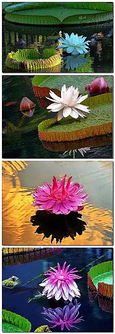 【百科名片】--霸王莲。别名：叶王莲、帝…
