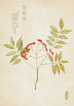 HHj君采集到植物
