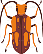 甲虫,昆虫,褐色,顶部,平坦的,橙子,风景,可爱的,生物学,野生动物