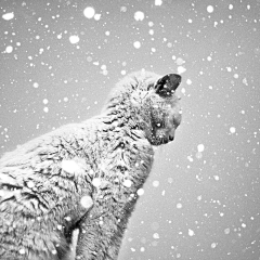 流浪的猫子采集到摄影