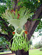 Huge Elkhorn  Platycerium (technically a  fern, but it goes okay with the succulents!)