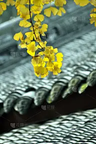 银杏树,叶子,成都,四川省,寺庙,屋顶,彩色图片,清新,自然,垂直画幅