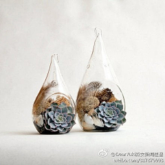 吃石头鱼的猫采集到园艺