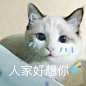 猫咪表情包 萌猫可爱表情带字的图片 _可爱、动漫图片_窝窝QQ网