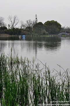 Hehailu采集到春天长沙：洋湖湿地公