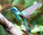 Green Violetear - Colibri thalassinus