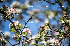花 树 苹果 美丽的花朵 散景 花壁纸 春天 花卉背景 自然