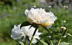 牡丹 粉色的 花 花卉背景 花壁纸 自然 花园 美丽的花朵 夏天