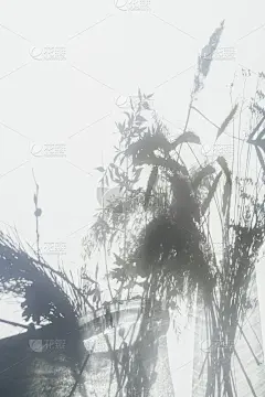 阳光下的花的影子