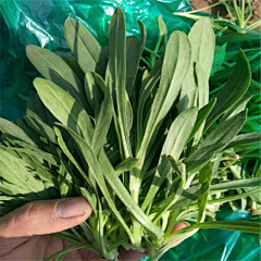 写给前任的999封情书采集到野菜