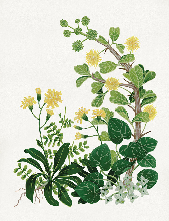 Endangered Plants : ...