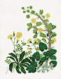 Endangered Plants : Painted Endangered Plants, editorial illustration. 