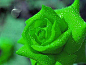 来自以色列的绿色玫瑰，名叫碧海云天 
绿玫瑰花语： 纯真简朴，青春长驻