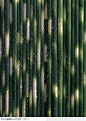 植物背景-翠绿的竹子