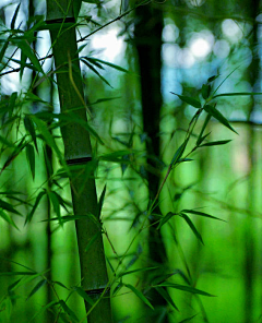 常德不离采集到花卉