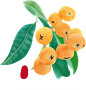 枇杷 3