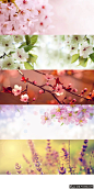 花卉PSD
