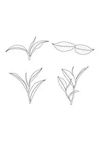 茶叶手绘插画线条黑白