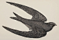 CLAWMARKS: Swift. A history of British birds - Rev. F. O....