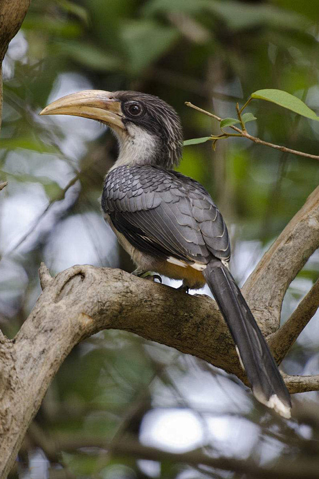 犀鸟目犀鸟科灰犀鸟属斯里兰卡灰犀鸟