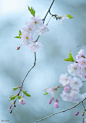 春天开花blossoms