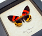Milionia Rawakensis | Real Butterfly Gifts Framed Butterflies and Insect Displays