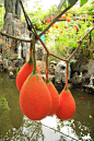 (phot + description via flickr) - Gac fruit (Momordica cochinchinensis)- Southeast Asian fruit found throughout the region from Southern China to Northeastern Australia, mostly Vietnam The meat inside is bright red and soft with flat, round, hard, brow/bl