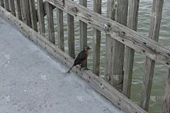放在栏杆上的小鸟