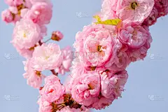 一种开花李子或三叶李在日落时开的粉红色的花