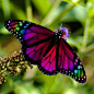 rainbow butterfly