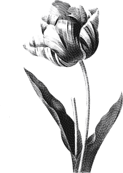 章鱼0000采集到花卉