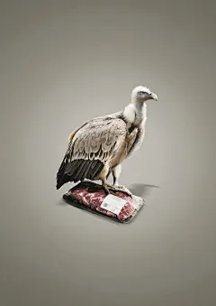 公益海报，野生动物，动物，保护，野生保护协会，世界动植物日，动物折页，背景板，背景，绿色背景