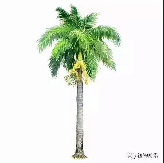 王棕 Roystonea regia-花瓣网