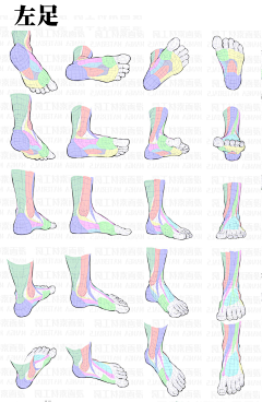 虣采集到【人体系列】脚