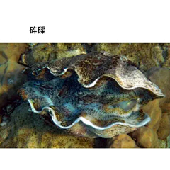 胡子（MoDTP)采集到海鮮
