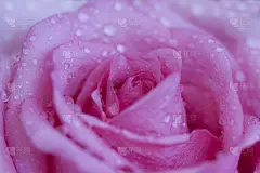水滴在粉红色的玫瑰特写。