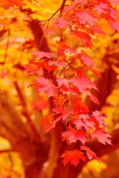 秋天的颜色。