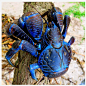Coconut Crab: The Coconut Crab is the only species of the genus Birgus and is related to the terrestrial hermit crabs of the genus Coenobita ~ [Wikipedia]: 
